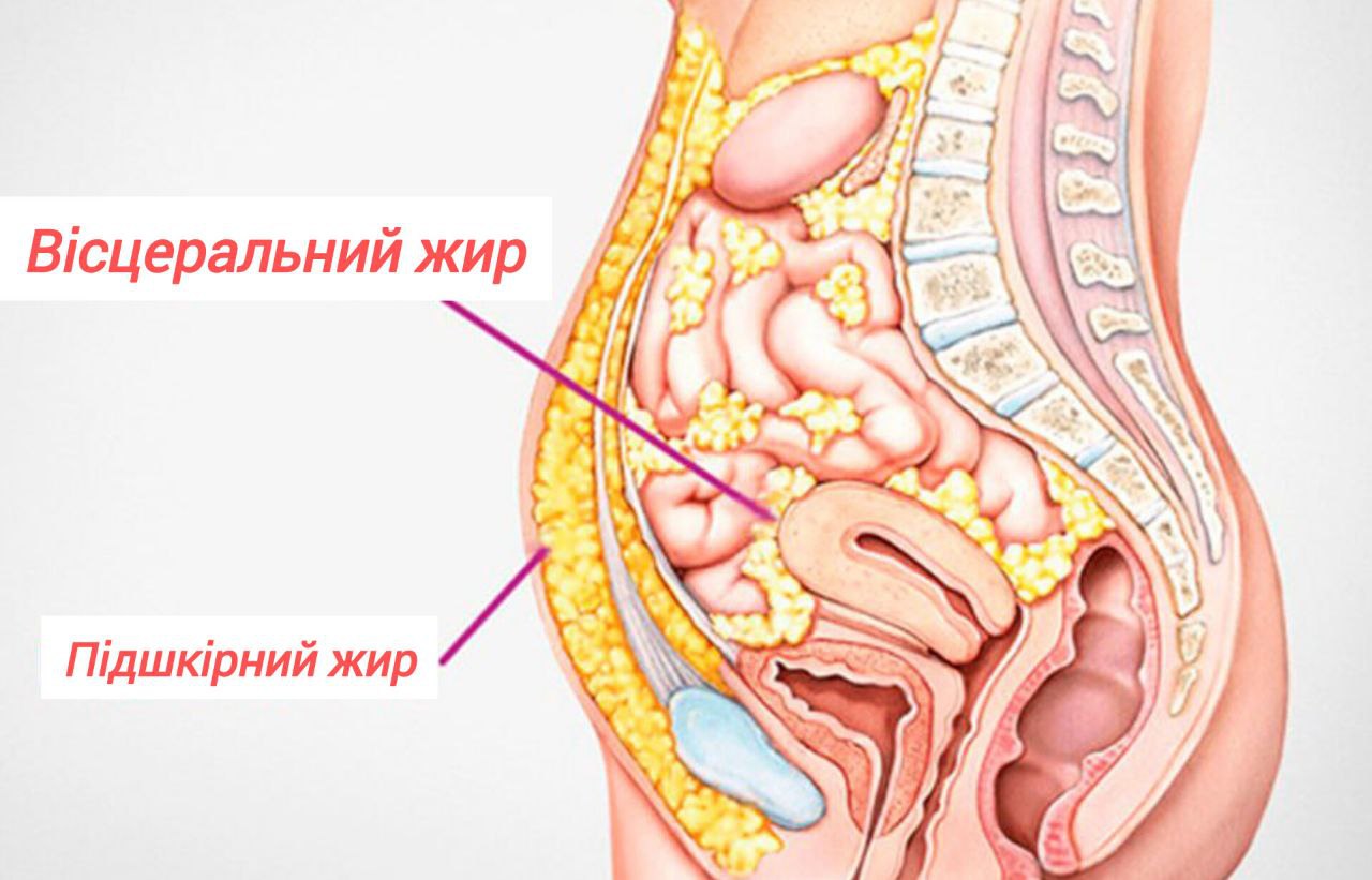 Що таке Вісцеральний жир. Небезпечний вплив на організм.