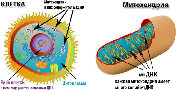 Митохондрия. Клетка энергии